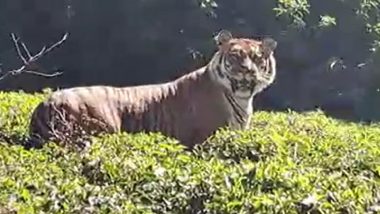 Tamil Nadu: Tiger Spotted at a Tea Estate in Ooty, Video of Big Cat Roaming Freely Goes Viral